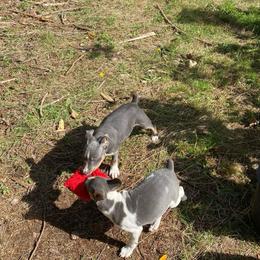 Kahn - Blue white and tan male Rat Terrier puppy in Gig Harbor, Washington from DHart Farm & Kennel