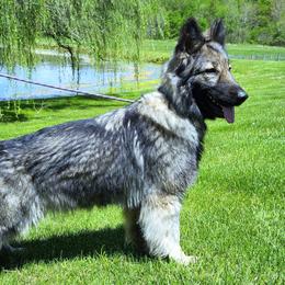 Kiki - German Shepherd