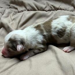 Boy 2 - Red merle male Miniature Australian Shepherd puppy in Olean, New York from Windy River Mini Aussie