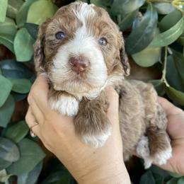 Snickerdoodle - Merle female Bernedoodle puppy in Superior, Arizona from Mountain Bridge Doodles