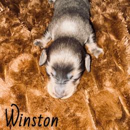 Dachshund Puppies from The Long Dog Lounge