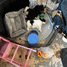 Cavalier King Charles Spaniel and Cavapoo Puppies from Hattie’s Texas Cavapoos