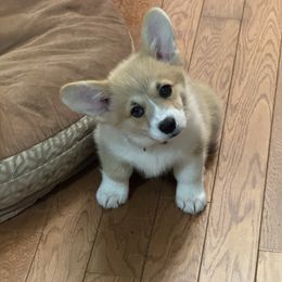 Dottie - Pembroke Welsh Corgi