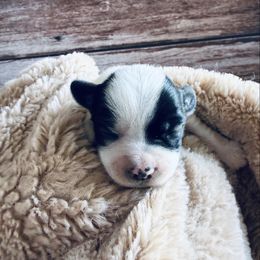 Jade - Piebald female Morkie puppy in Tampa Bay, Florida from Woodpecker Ridge Pups