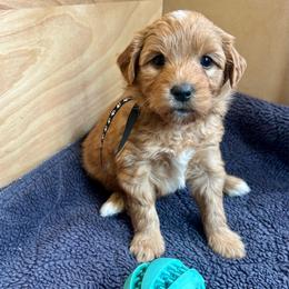 Black collar - Apricot male Goldendoodle puppy in Denison, Iowa from Violet View Iowa Goldendoodles