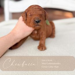 Chewbacca - Red  male Goldendoodle puppy in Hiddenite, North Carolina from Rose and Reid Doodles
