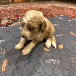 Willie - Brown and white male Bernedoodle puppy in Pauls Valley, Oklahoma from Daisy’s Doodles