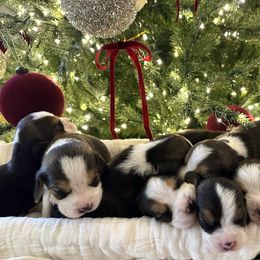 8th Choice - Black white and tan male Beagle puppy in Monticello, Georgia from Beaglelove
