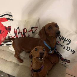 Remington - Dachshund