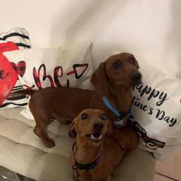 Remington - Dachshund