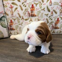 Ollie - Blenheim male Cavalier King Charles Spaniel puppy in Melrose, Florida from Magnolia Hill Cavaliers and Doxies