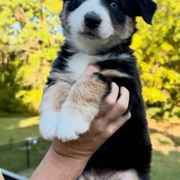 Jazz - Black tri-color female Australian Shepherd puppy in Makanda, Illinois from S.I. Aussie