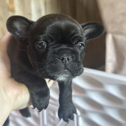 French Bulldog Puppies from KT’s Fabulous Frenchies
