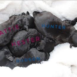 Shihpoo puppies from Curls & Paws Canines