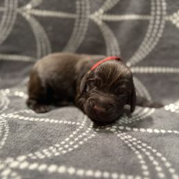 Boy 4 - male Boykin Spaniel puppy in Carlton, Georgia from Weavers Kennels