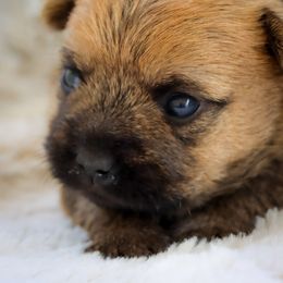 Pippa - Wheaten female Cairn Terrier puppy in St. Joseph, Missouri from Stone & Thistle Cairn Terriers