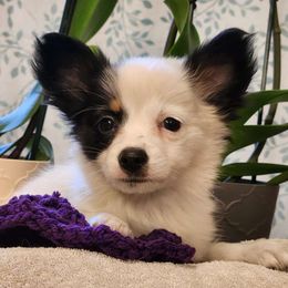 Girl 2 - Papillon puppy from LaRae's Papillons
