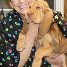 Bloodhound Puppies from Sherick's Bloodhounds