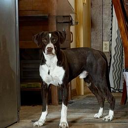 Colt - Catahoula Leopard Dog