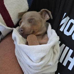 SFM3 4-26 Light Blue Collar - Fawn (isabella) and tan male Miniature Pinscher puppy in Middle Point, Ohio from Knisely's Min Pins-AKC