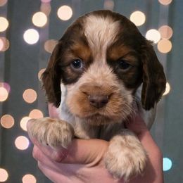 Tigger - Liver white and roan male English Springer Spaniel puppy in Florida from Thunderbird Springers