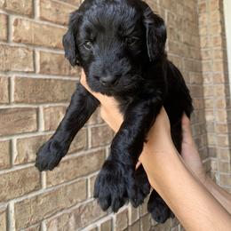 Goldendoodle Puppies from Drea’s Doodles