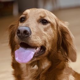 Tegan - Golden Retriever