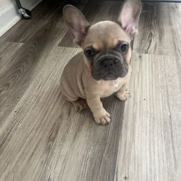 French Bulldog Puppies from DDV French Bulldogs