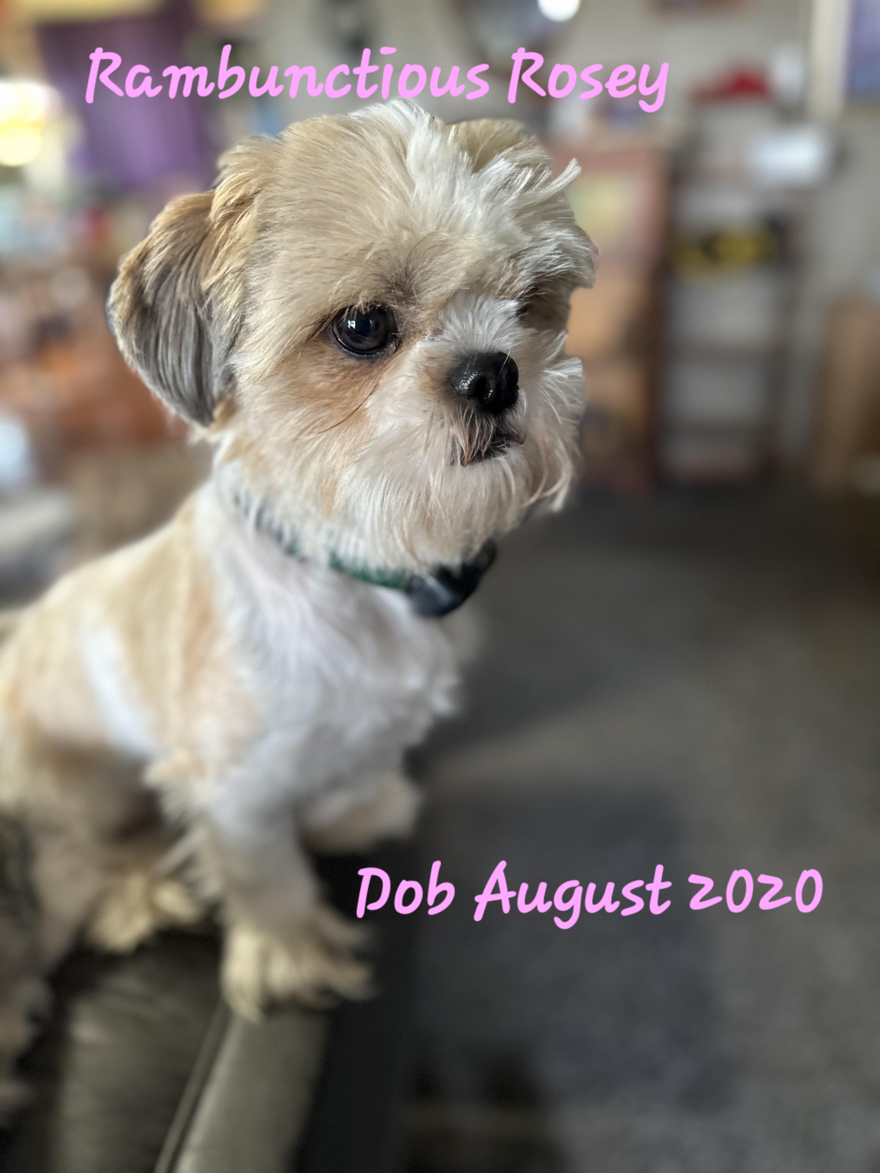 Rosie - Shih Tzu