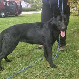 Girl 1 - Black German Shepherd puppy in Carpentersville, Illinois from Tonkerhaus