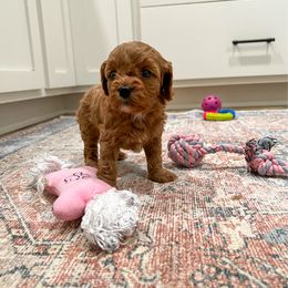 Honor - Red female Cavapoo puppy in Beresford, South Dakota from DAKOTA DOOD RANCH