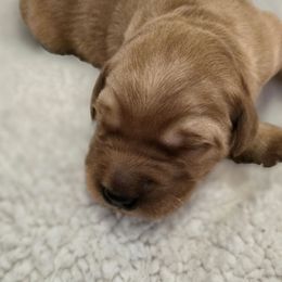 Red - Dark golden male Golden Retriever puppy in Limon, Colorado from Big Sandy Golden Retrievers