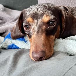 Dachshunds from Circle C Farm