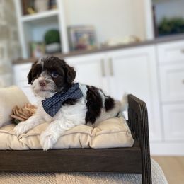 Teddy - Chocolate male Havanese puppy in South Jordan, Utah from Lady Paws Puppies - Cassie