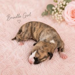 Girl 1 - Fawn brindle female Whippet puppy in Kalamazoo, Michigan from Clarriott Whippets & Cavapoos
