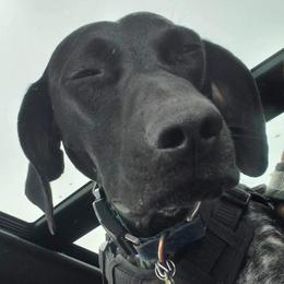 German Shorthaired Pointers from French Creek Kennel