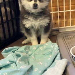 Alaskan Klee Kai and Pomsky Puppies from Icelandic Thunder