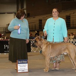 Cane Corso All Grown Up from Burlap N Lace Cane Corso's