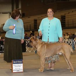 Cane Corso All Grown Up from Burlap N Lace Cane Corso's