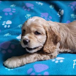 "Litter 2" Cocker Spaniel Puppies from -PrincetonzSpanielz-