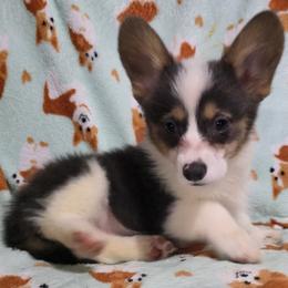 Tri Bluie Female - Blue female Pembroke Welsh Corgi puppy in Unicoi, Tennessee from East Tennessee Clark Corgis