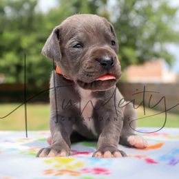 Topaz - Blue male Great Dane puppy in Denison, Texas from Hundeity Great Danes