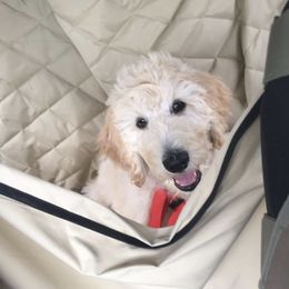 Labradoodle All Grown Up from Faulkner Doodles