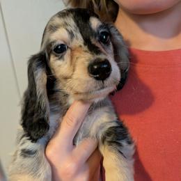 Oreo PET ONLY price listed in puppy details - Dapple male Dachshund puppy in Unadilla, Georgia from Hamsley's Puppy Palace