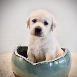 Labrador Retriever Puppies from BellaVista Labradors LLC