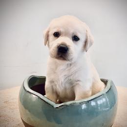 Labrador Retriever Puppies from BellaVista Labradors LLC