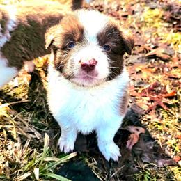 Stream - White and red male Border Collie puppy in Cedar Springs, Michigan from Lyncroft Border Collies
