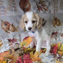 Blenheim baby boy 2 - Blenheim male Cavapoo puppy in El Paso, Texas from Far West Texas Oodles of Cavi's & Cavoodles