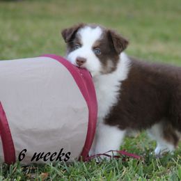 Miniature American Shepherd Puppies from Southern Star Miniature American Shepherds