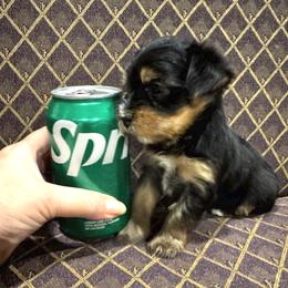 Benny - Black & tan tri-color male Morkie puppy in Decatur, Texas from Melanie's Morkies